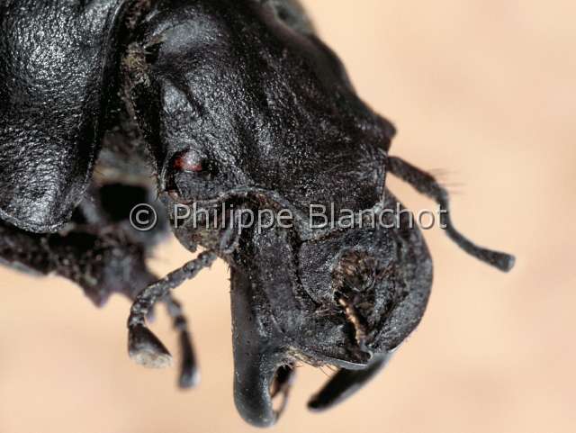 Lethrus apterus.JPG - Lethrus apterus (Portrait)LethreBousierDung beetleColeopteraGeotrupidaeLethrinaeBulgarie